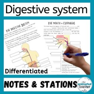 Digestive system worksheet stations