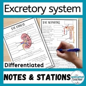 Excretory System Worksheet Stations