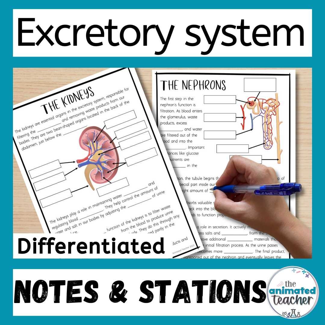 Excretory System Worksheet Stations