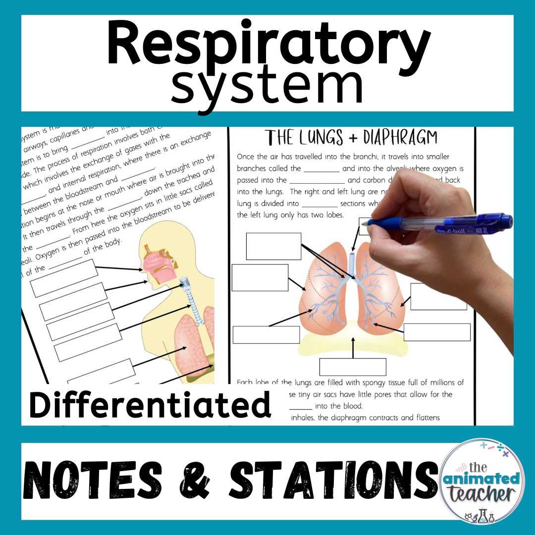 Respiratory system worksheet stations