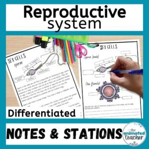 Reproductive system worksheet stations