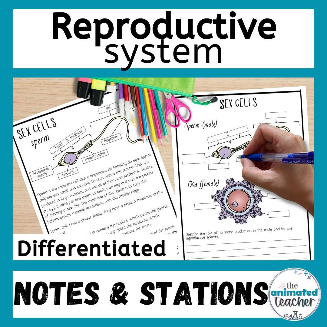 Reproductive system worksheet stations
