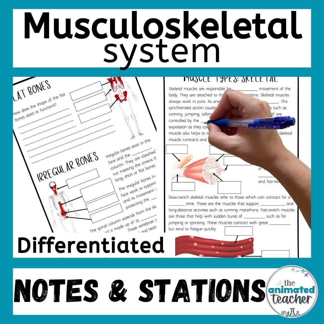 Musculoskeletal system worksheet stations