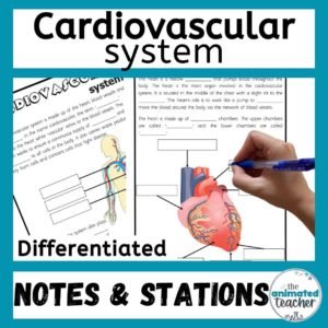 cardiovascular system worksheet stations