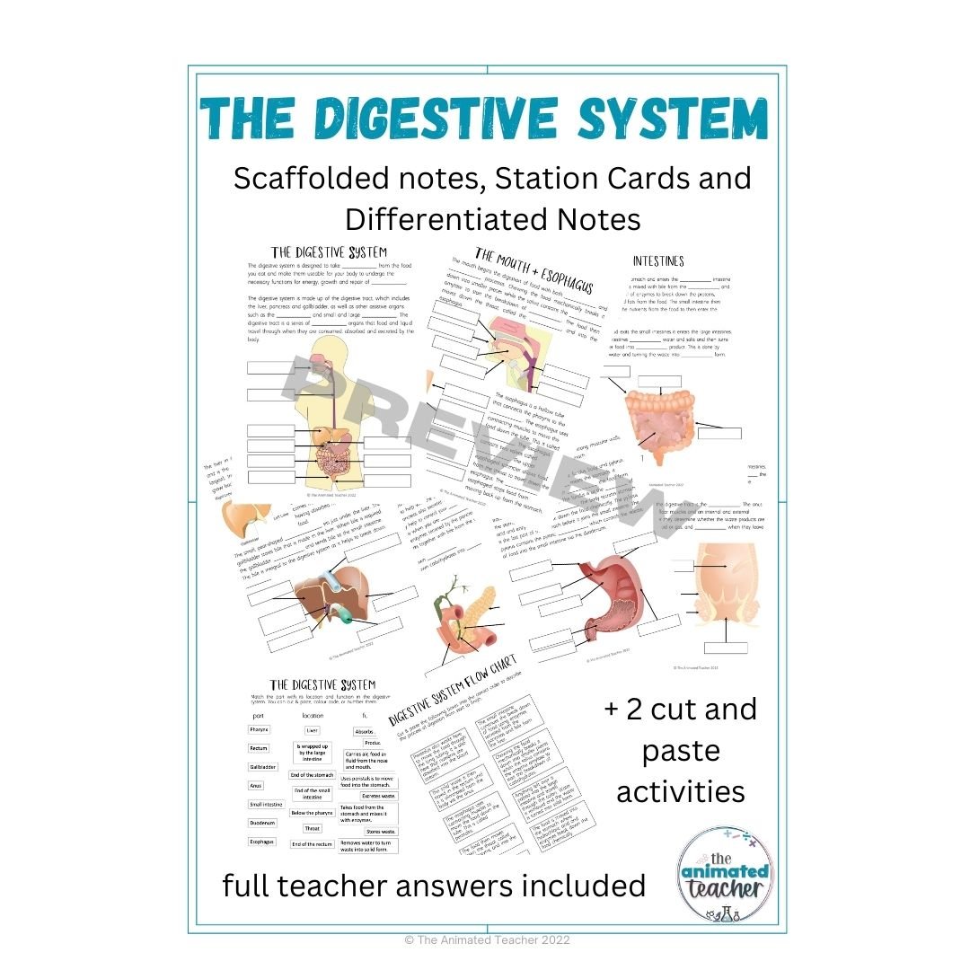 Digestive and excretory system worksheets with answers and 3 activities - Image 2