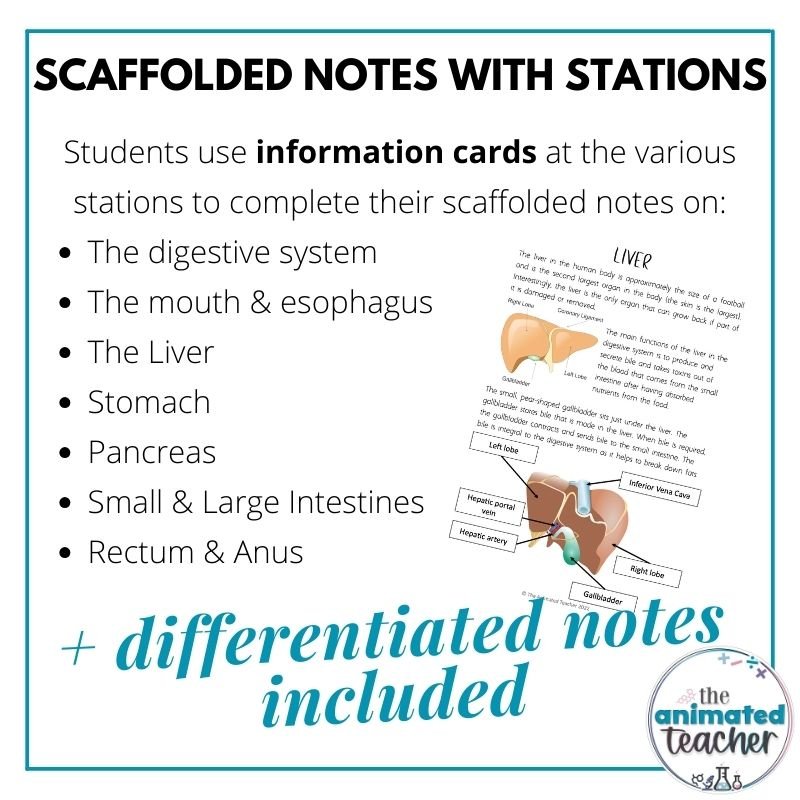 Digestive and excretory system worksheets with answers and 3 activities - Image 3