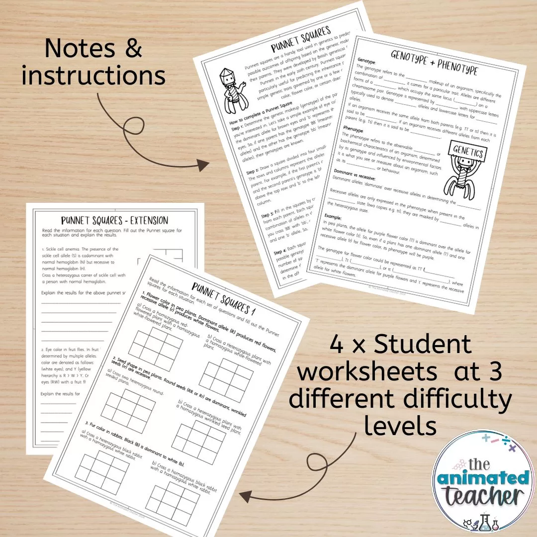 Punnett Squares Worksheets